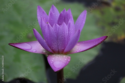 Lotus in the water blooming with leaves with huge green