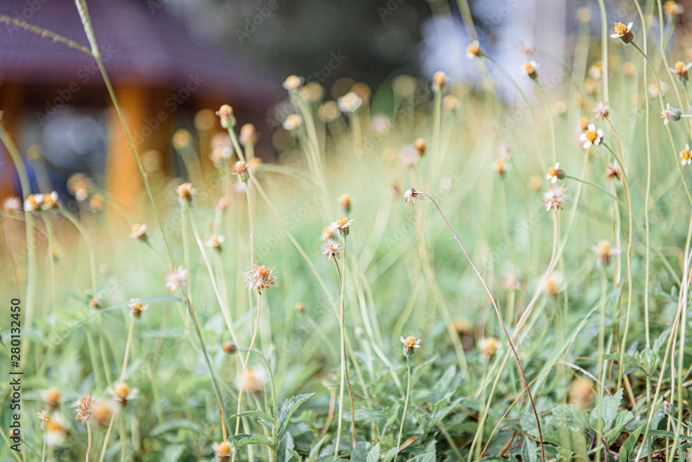 Fototapeta premium Rozmycie pola kwiatów trawy w tło vintage miękki ton z działaniem promieni słonecznych