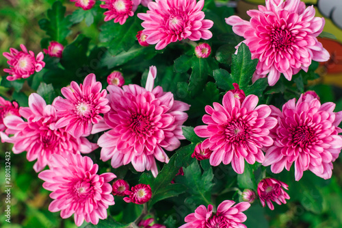 Beautiful bright chrysanthemum background picture. Chrysanthemum wallpaper.