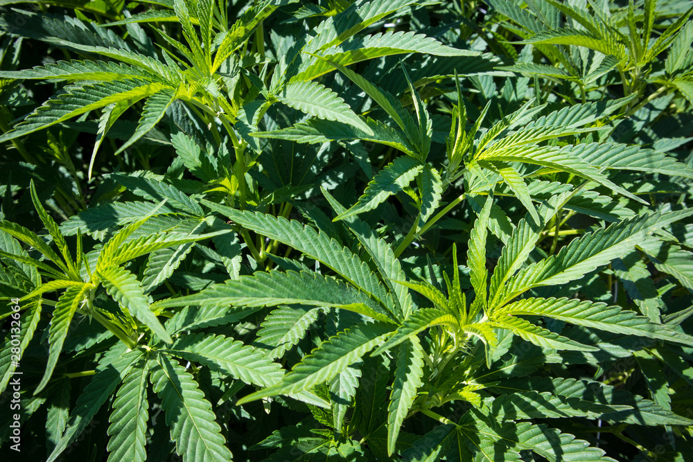 Marijuana Plants Growing in California Marijuana Plants Growing in California