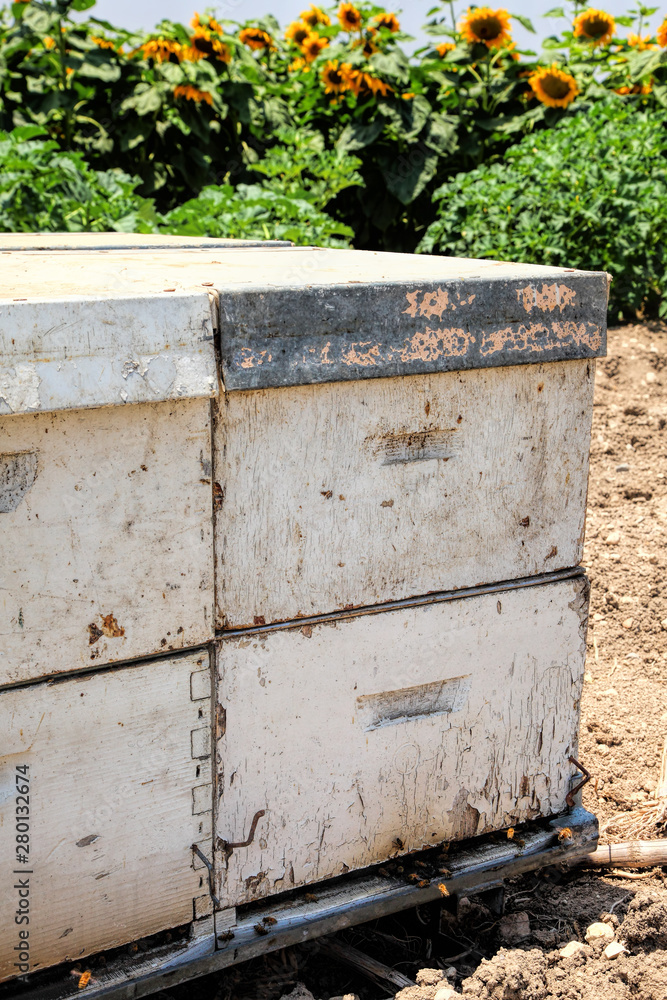 Old wooden beehive outdoors near the blossoming sunflowers field. Honey Bees fly in and flying out of the hive. Old wooden beehive outdoors near the blossoming sunflowers field. Honey Bees fly in and flying out of the hive.