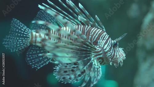 Lionfish. A colorfull lionfish in the aquarium of the institute of marine science Burapha university at Chonburi Thailand, Pattaya.
