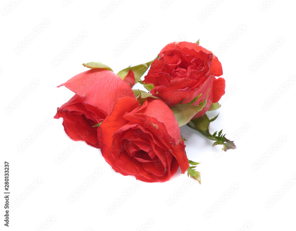 Fototapeta Red Rose isolated on white background