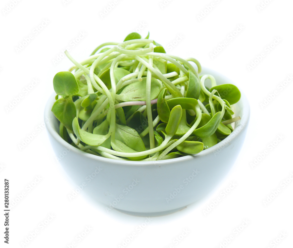 Sunflower sprouts isolated on white background Sunflower sprouts isolated on white background