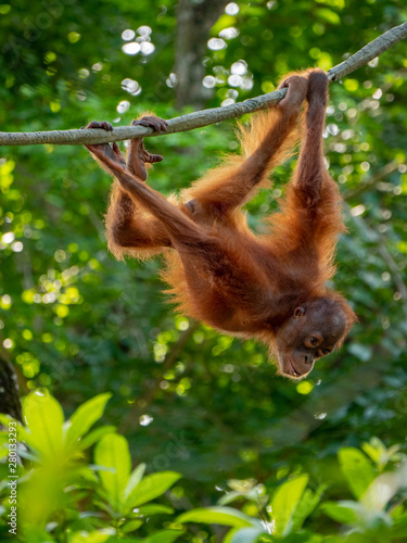 Captive Sumatran Orangutans (Orangutang, Orang-utang) © hyserb