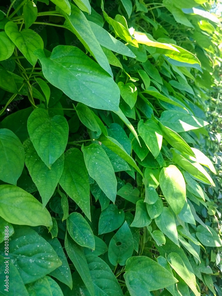vertical vines vertical vines