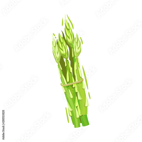 Bunch of ripe asparagus. Vector illustration on white background.