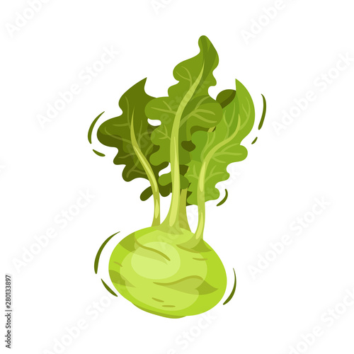 Kohlrabi cabbage. Vector illustration on white background.