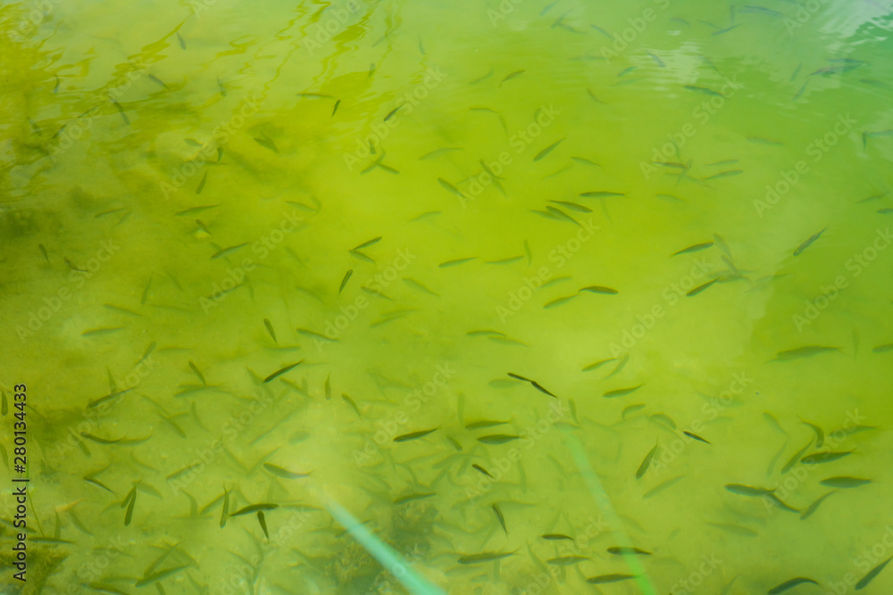 Many fish fry in a water of lake Many fish fry in a water of lake