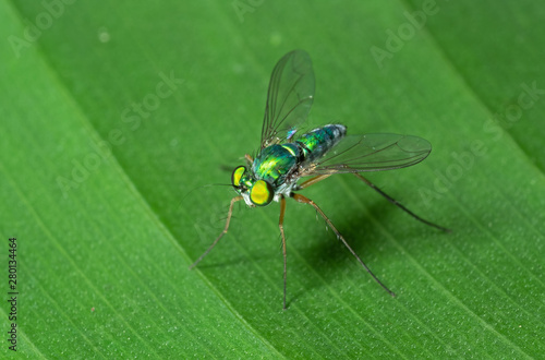 Macro Photo of Robber Fly on Green Leaf © backiris