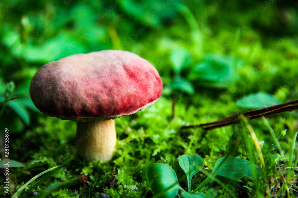 Mushrooms that grow naturally.