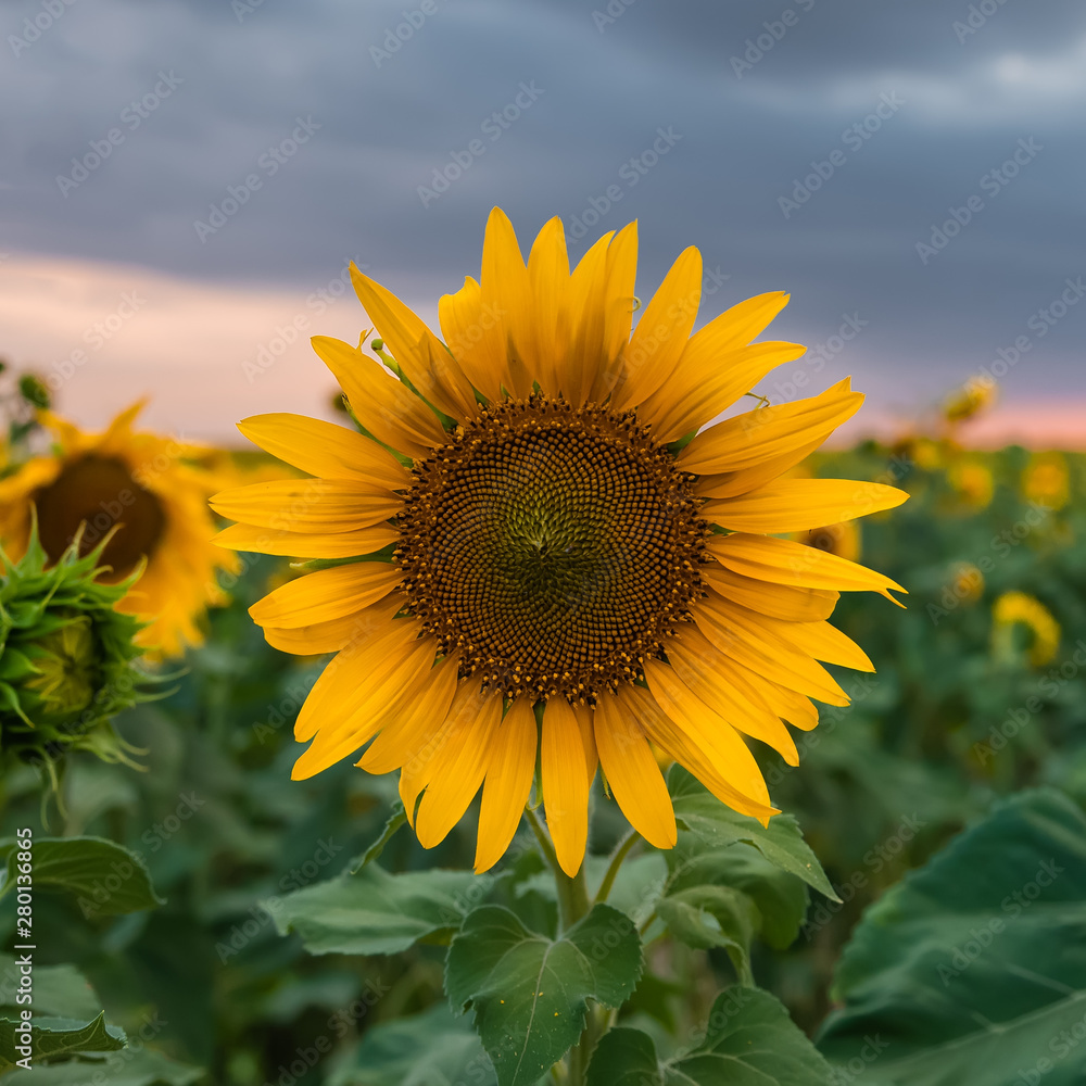 Blooming sunflower field at sunset time Blooming sunflower field at sunset time