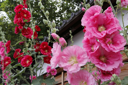 武家屋敷の白塀前に咲くタチアオイの花 photo