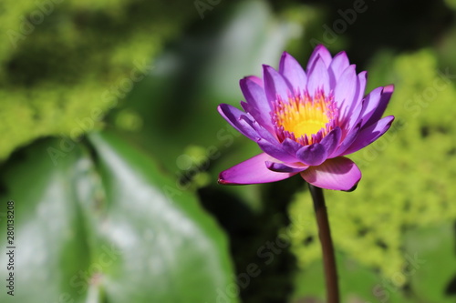 Lotus Flower close up  purple  Sri Lanka  Asia 