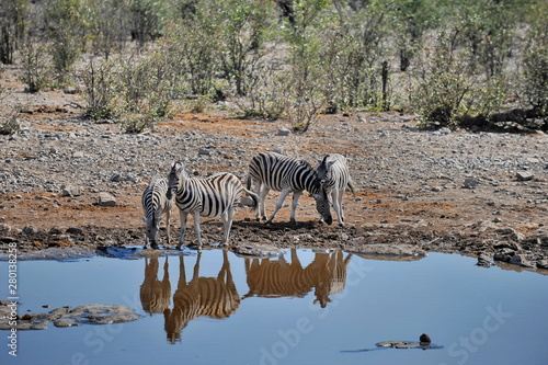 A herd of zebras came to drink at the lake.
