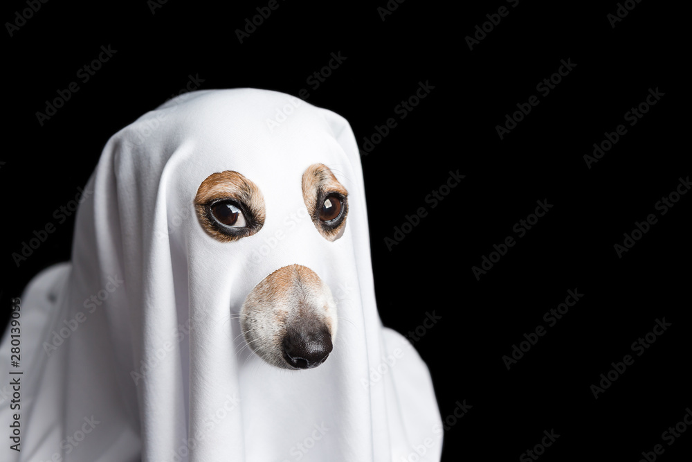 halloween dog ghost. intent stare. Black background - obrazy, fototapety, plakaty 