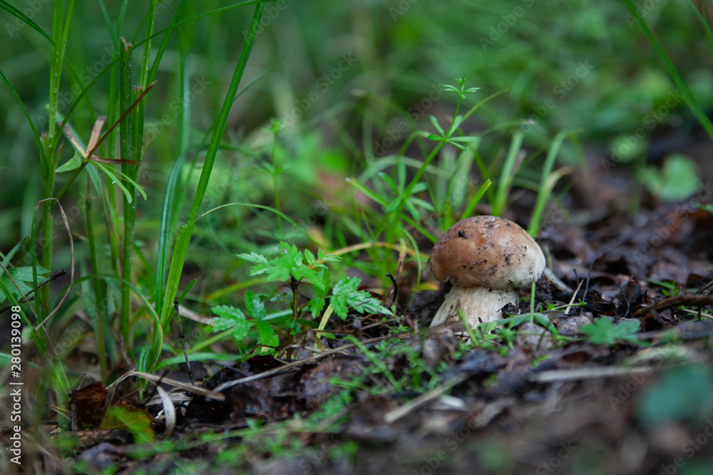 mushroom in the grass mushroom in the grass