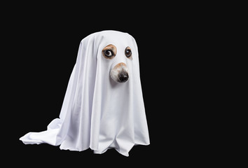 Ghost on black background. Halloween carnaval party