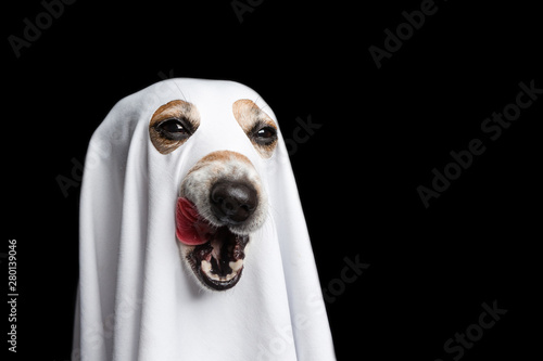 Canvas Print Licking halloween treat or trick funny dog face