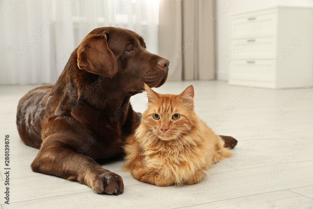 Cat and dog together on floor indoors. Fluffy friends - obrazy, fototapety, plakaty 