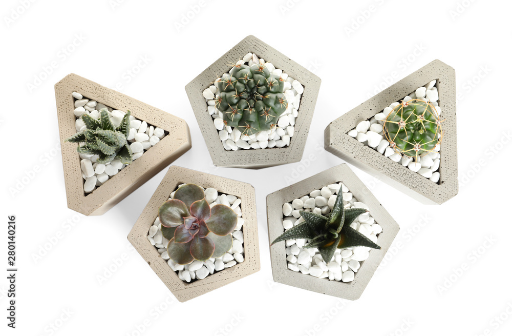 Beautiful succulent plants in stylish flowerpots on white background, top view. Home decor Beautiful succulent plants in stylish flowerpots on white background, top view. Home decor