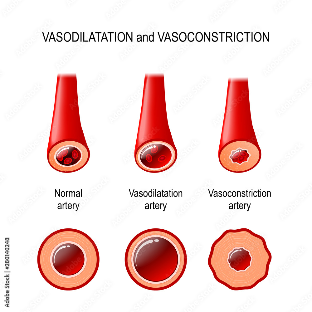 vasodilation and vasoconstriction Stock Vector | Adobe Stock