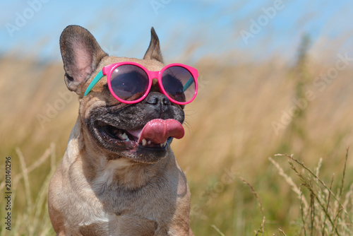 Fotografia Funny cute and happy French Bulldog dog wearing pink sunglasses in summer in fro