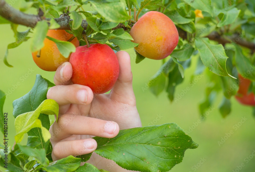 child's hand rips off a ripe plum child's hand rips off a ripe plum
