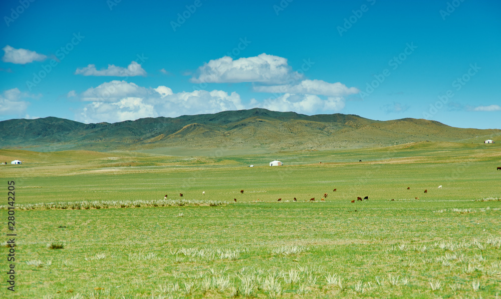 herd of sheep and goats graze in Mongolian steppe