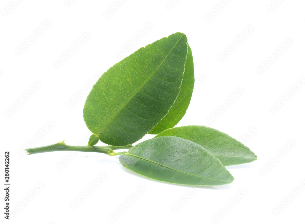 Fresh lemon leaves isolated over white background Fresh lemon leaves isolated over white background