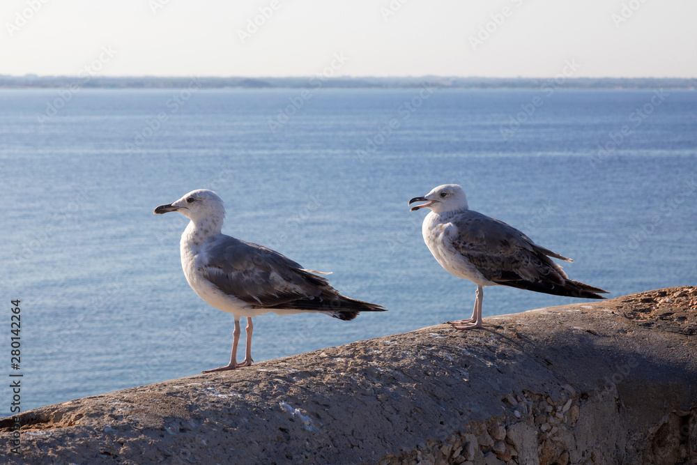 Coppia di gabbiani a Gallipoli