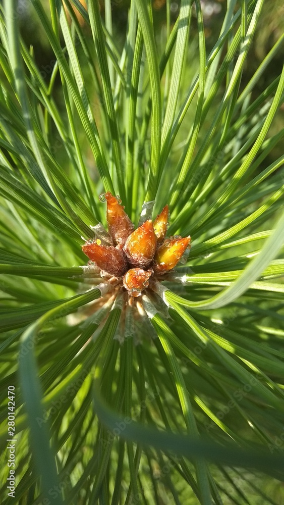 pine cone on a branch pine cone on a branch
