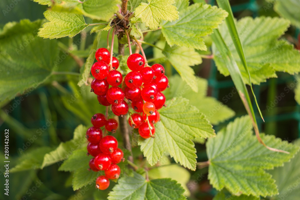 Ripe red currants close-up as background. Ripe red currants close-up as background.