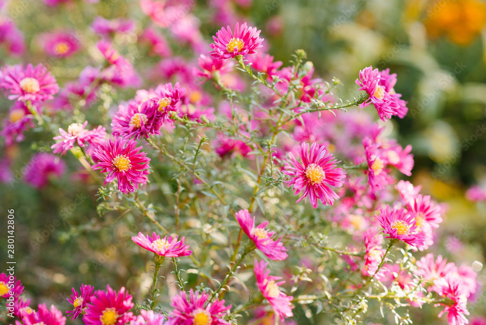 beautiful pink and crimson chrysanthemums bloom in autumn in the garden beautiful pink and crimson chrysanthemums bloom in autumn in the garden