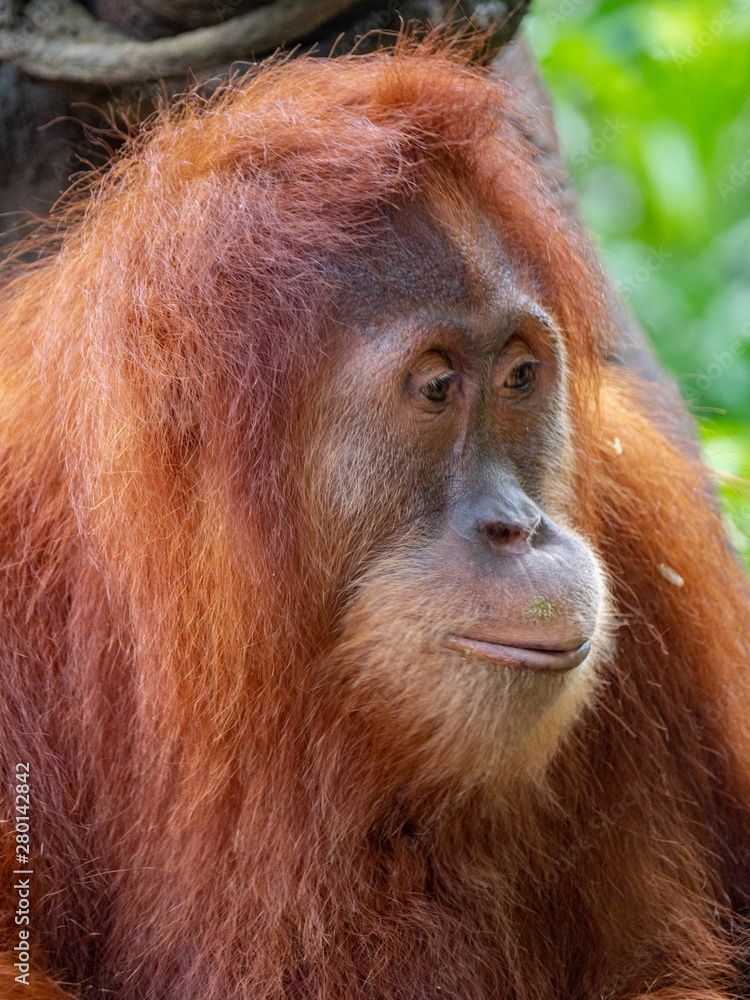 Captive Sumatran Orangutans (Orangutang, Orang-utang)