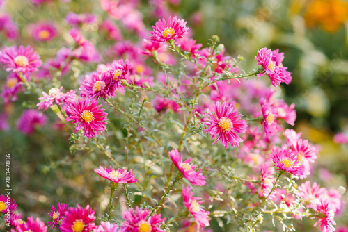 beautiful pink and crimson chrysanthemums bloom in autumn in the garden