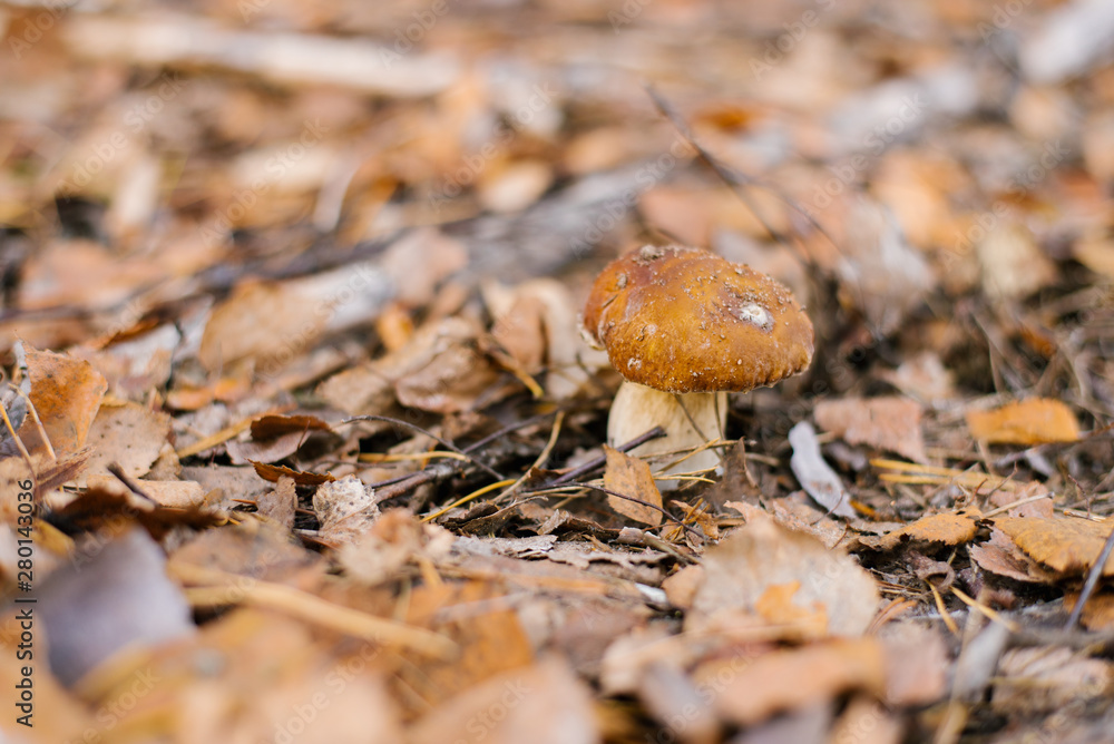 white mushroom boletus under a carpet of autumn leaves growing in the forest white mushroom boletus under a carpet of autumn leaves growing in the forest