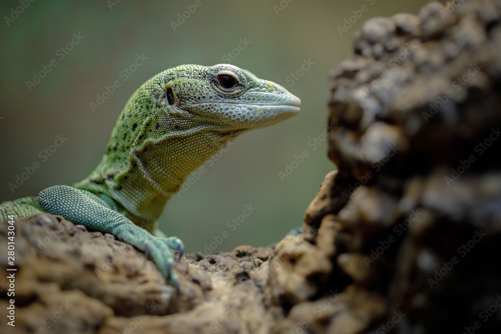 Obraz premium lizard on rock