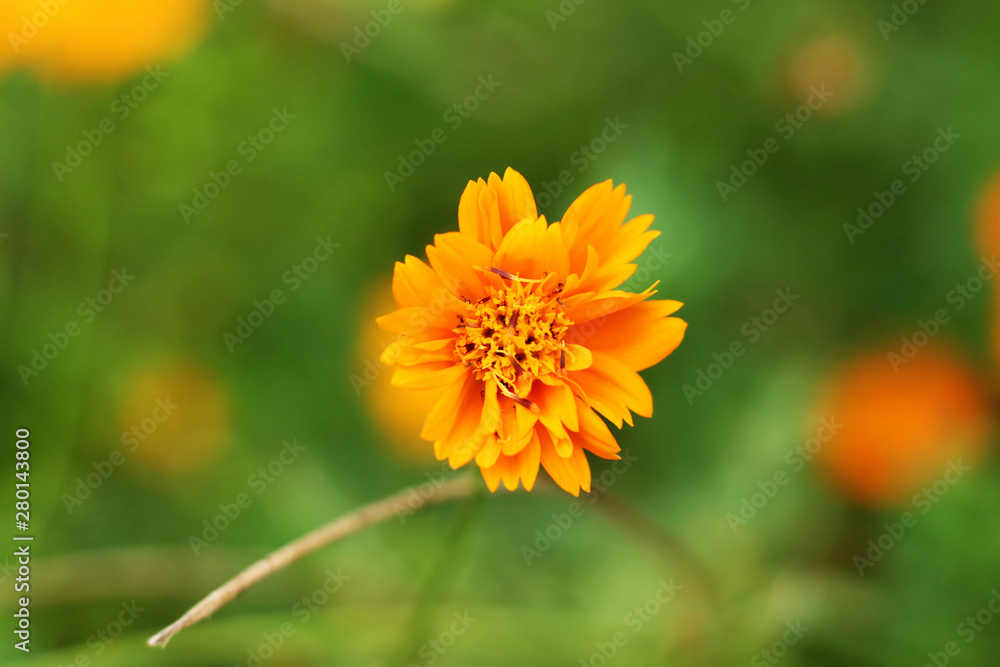 yellow color flower and plant yellow color flower and plant