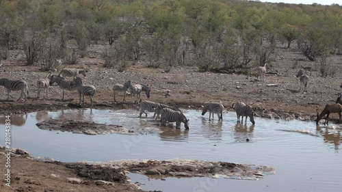 A herd of zebras came to drink at the lake.