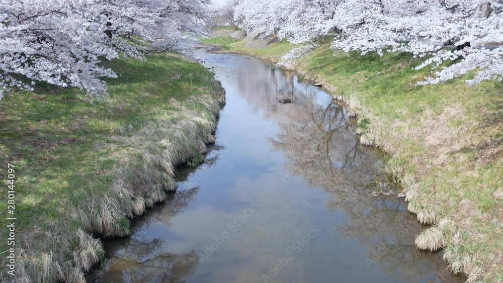 view of the small canal with sakura flower tree forest (plum,ume)on both side of canal's shore with full-bloom of sakura flower,Kannonji river in Fukushima-Hanami Flower season-4K UHD video movie view of the small canal with sakura flower tree forest (plum,ume)on both side of canal's shore with full-bloom of sakura flower,Kannonji river in Fukushima-Hanami Flower season-4K UHD video movie