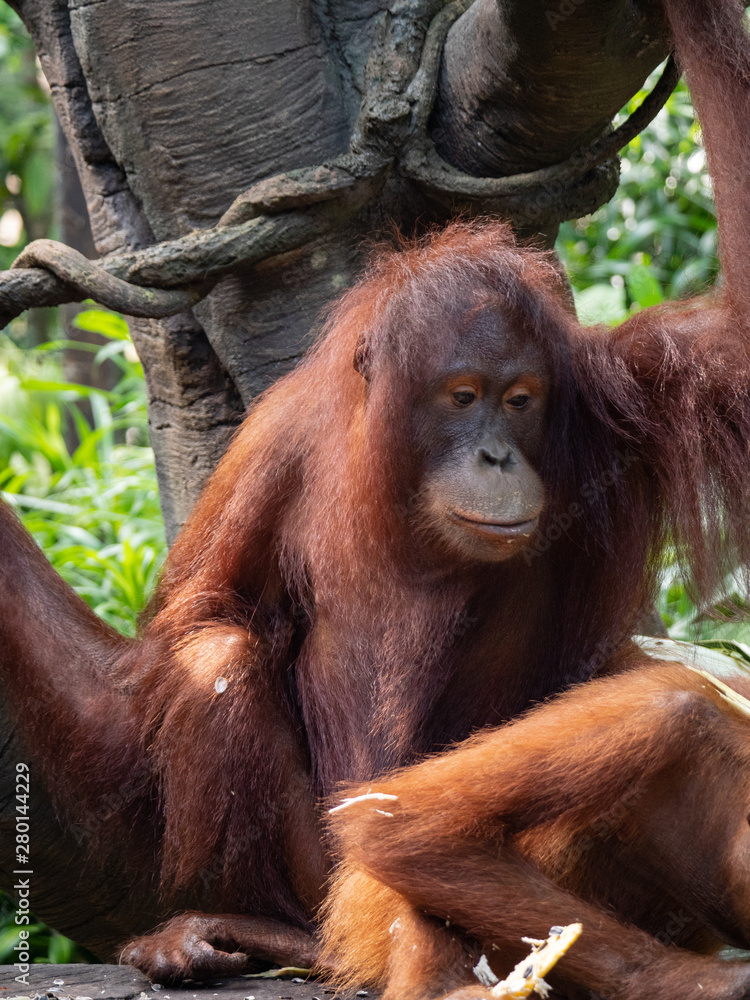 Captive Sumatran Orangutans (Orangutang, Orang-utang) Captive Sumatran Orangutans (Orangutang, Orang-utang)