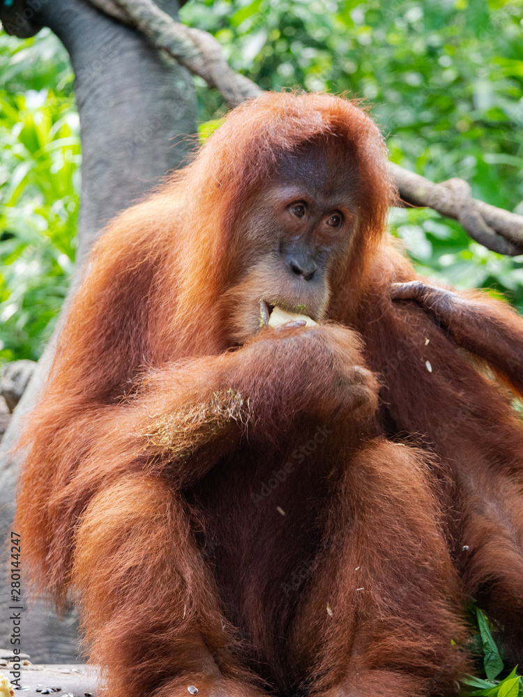 Captive Sumatran Orangutans (Orangutang, Orang-utang) Captive Sumatran Orangutans (Orangutang, Orang-utang)
