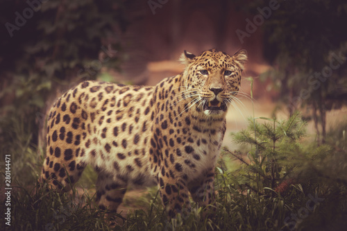 leopard in tree © Александр Денисюк
