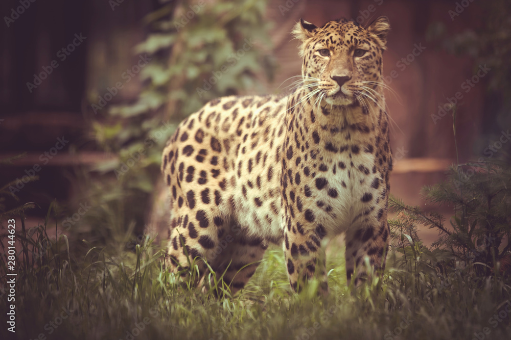 Fototapeta premium leopard in tree