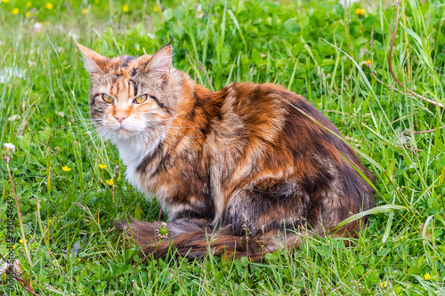 A beautiful tiger-like cat lies and rests on the green grass.