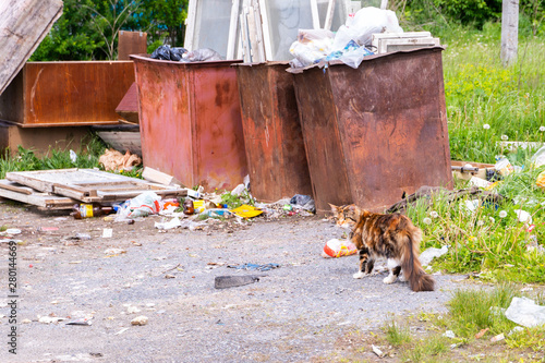 Tricolor cat sitting in the trash. A hungry animal is looking for something to eat.