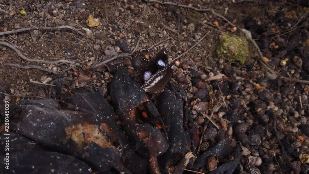 wide shot of male Blue Moon Eggfly Butterfly Hypolimnas Bolina feeding 