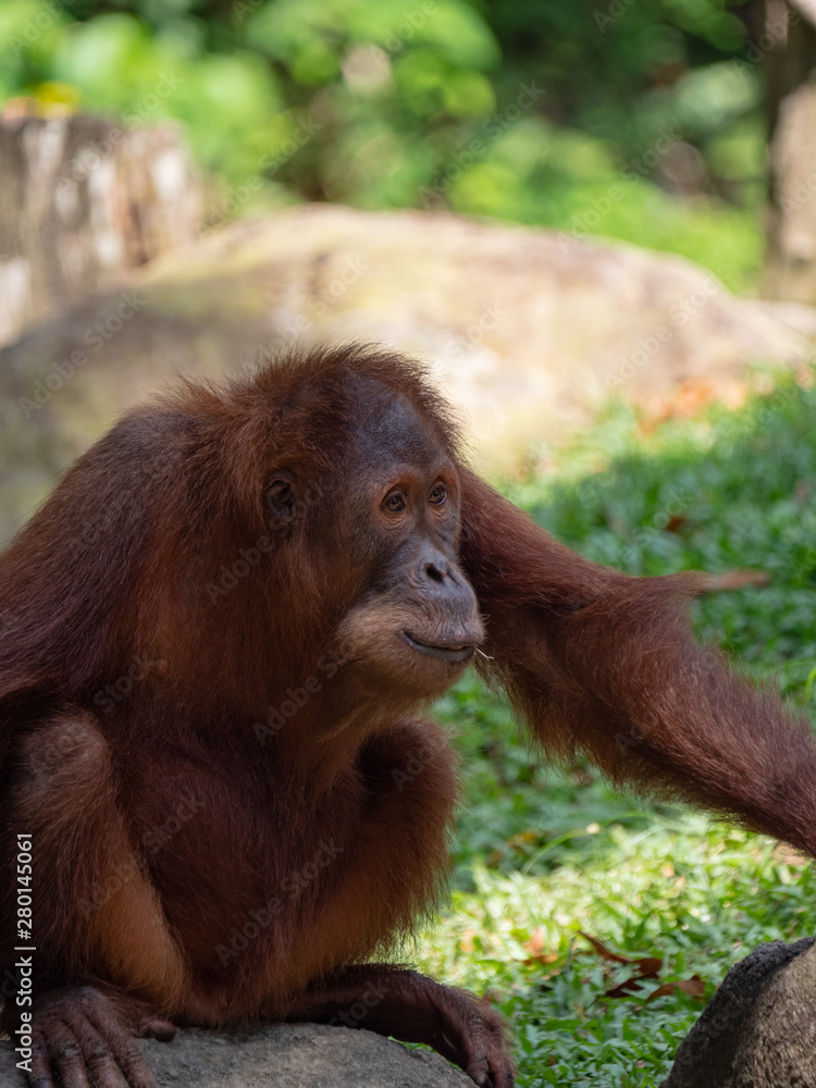 Captive Sumatran Orangutans (Orangutang, Orang-utang) Captive Sumatran Orangutans (Orangutang, Orang-utang)