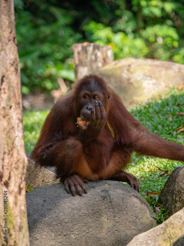 Captive Sumatran Orangutans  Orangutang  Orang-utang 